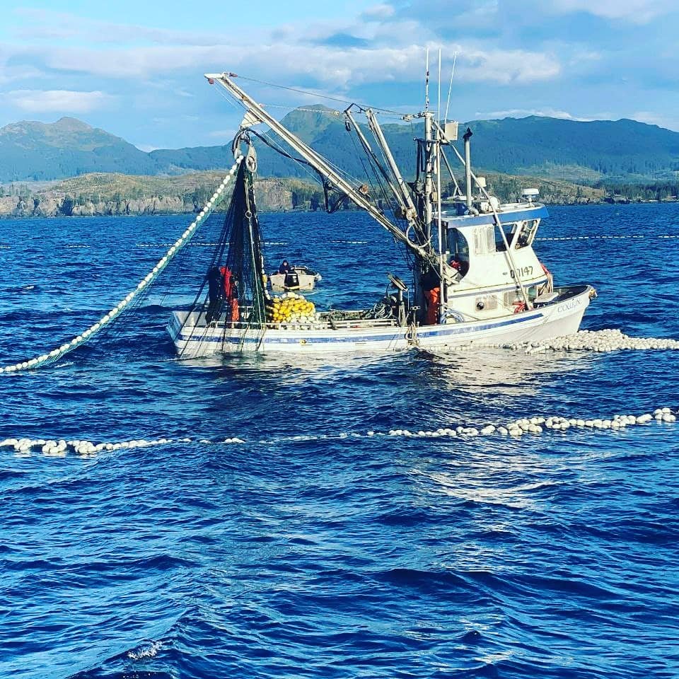 Keta Salmon Bulk